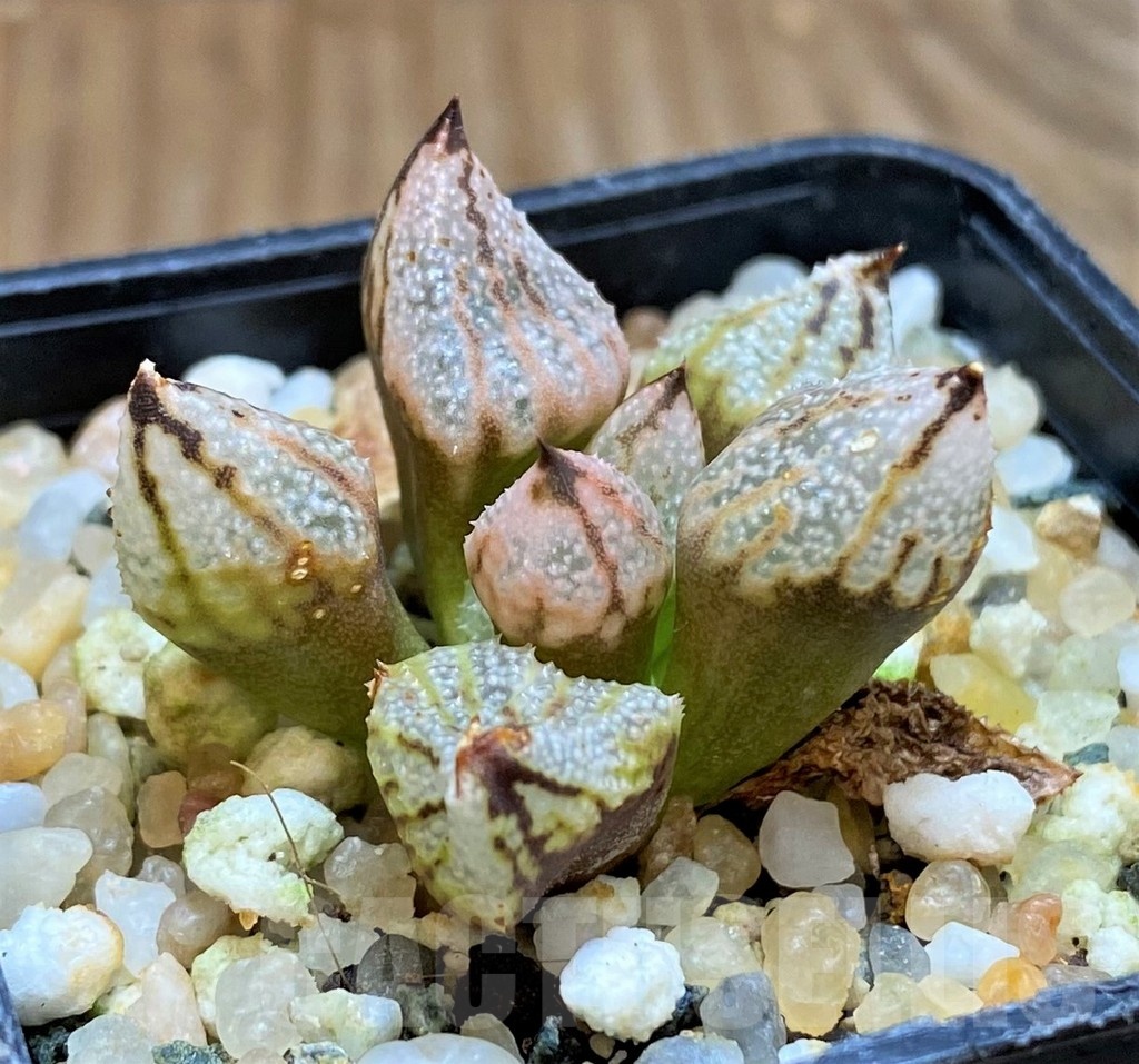 SH20541 Haworthia 'Princess Kazunomiya' mutant