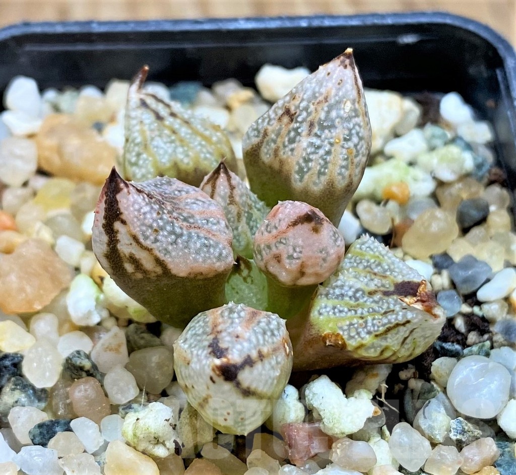 SH20541 Haworthia 'Princess Kazunomiya' mutant - Image 2