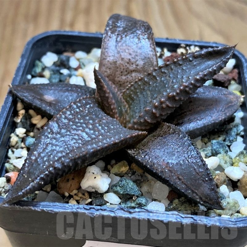 SH20542 Haworthia koelmaniorum