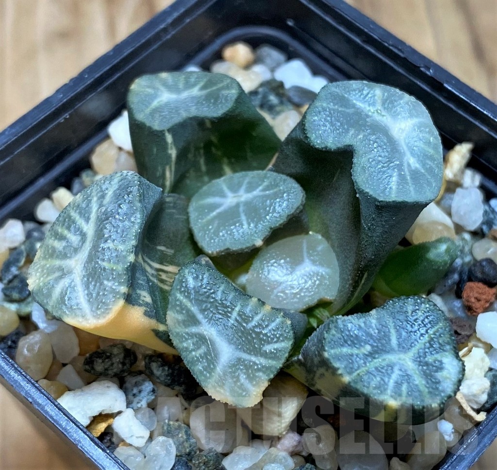 SH20543 Haworthia maughanii f. variegata - Image 2