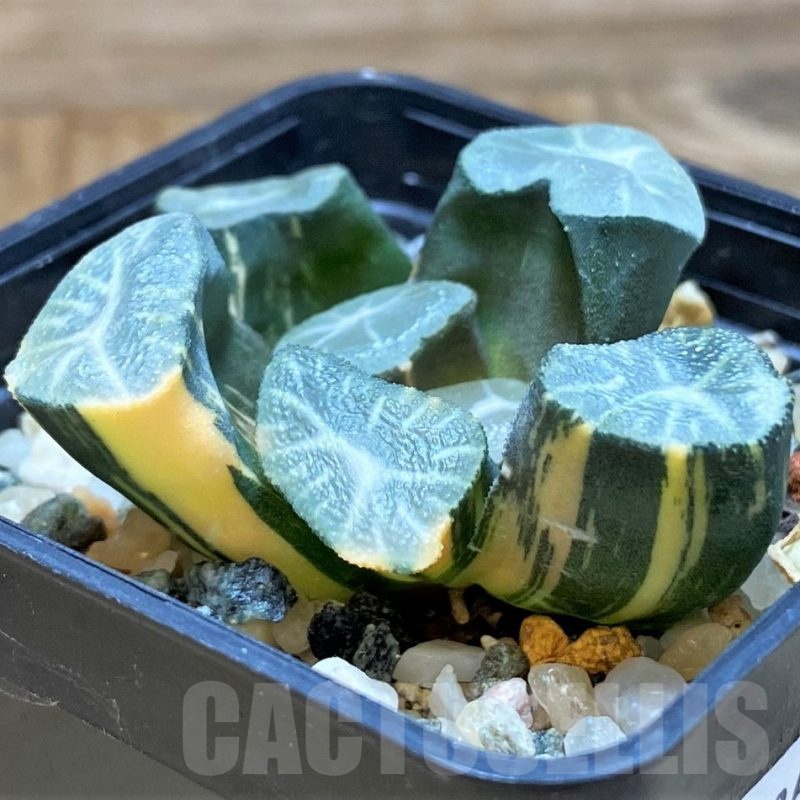 SH20543 Haworthia maughanii f. variegata