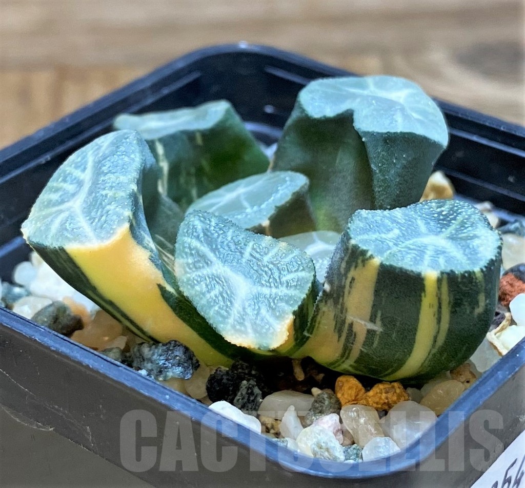SH20543 Haworthia maughanii f. variegata