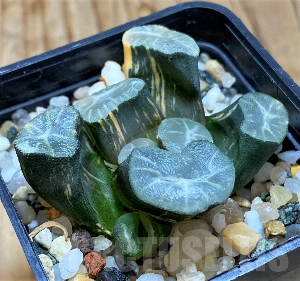 SH20543 Haworthia maughanii f. variegata - Image 3