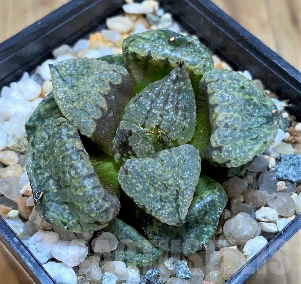 SH20544 Haworthia picta mutant - Зображення 2