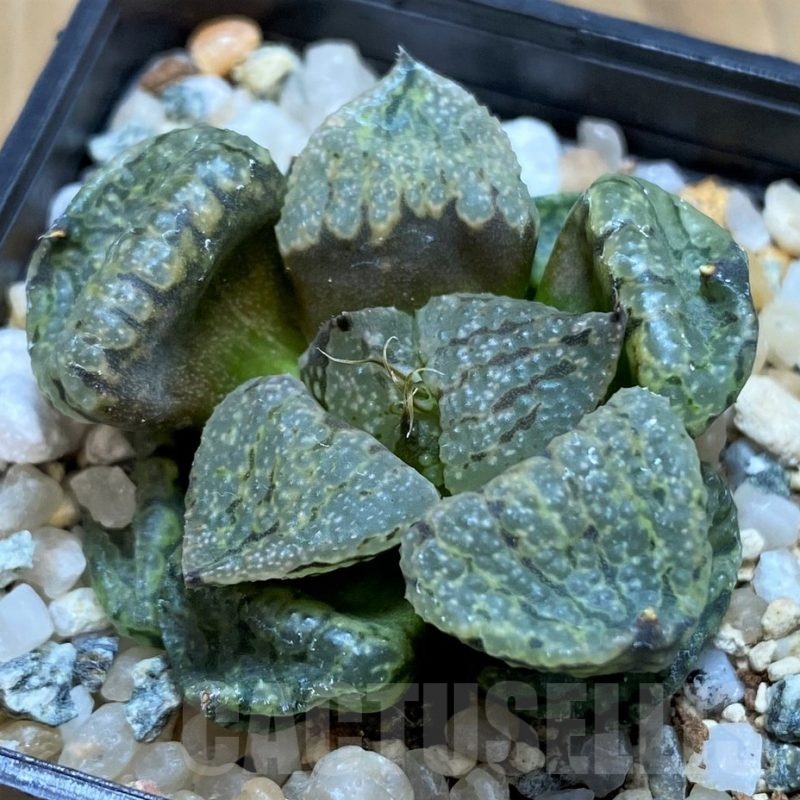 SH20544 Haworthia picta mutant