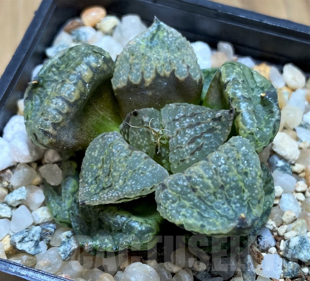 SH20544 Haworthia picta mutant