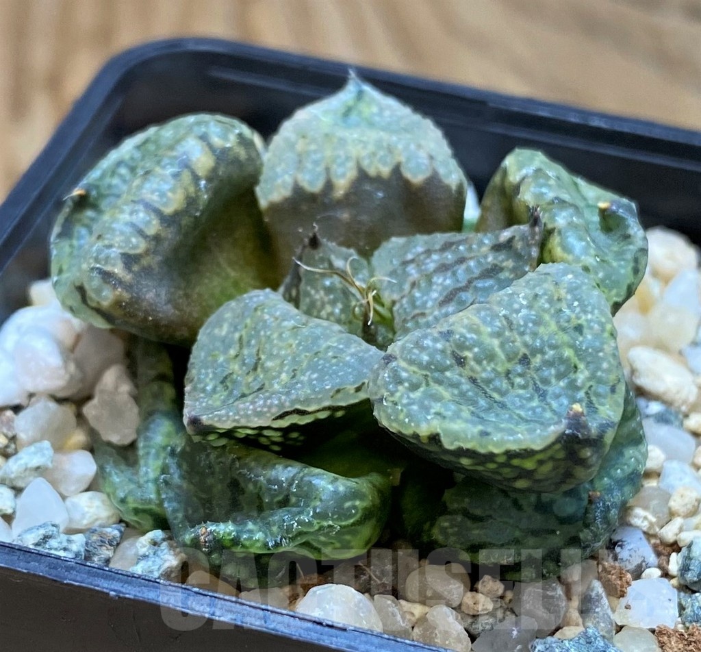 SH20544 Haworthia picta mutant - Зображення 3