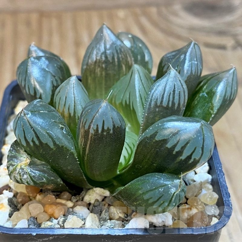 SH20545 Haworthia obtusa 'Black' f. variegata