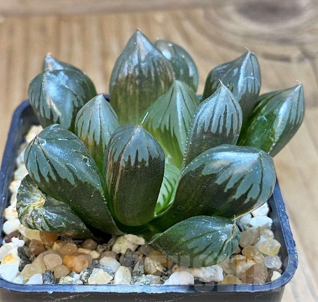 SH20545 Haworthia obtusa 'Black' f. variegata