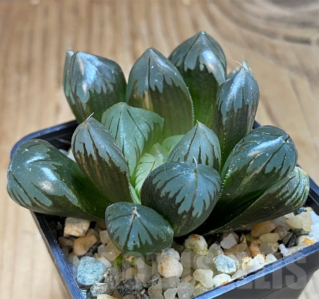 SH20545 Haworthia obtusa 'Black' f. variegata - 画像 (2)