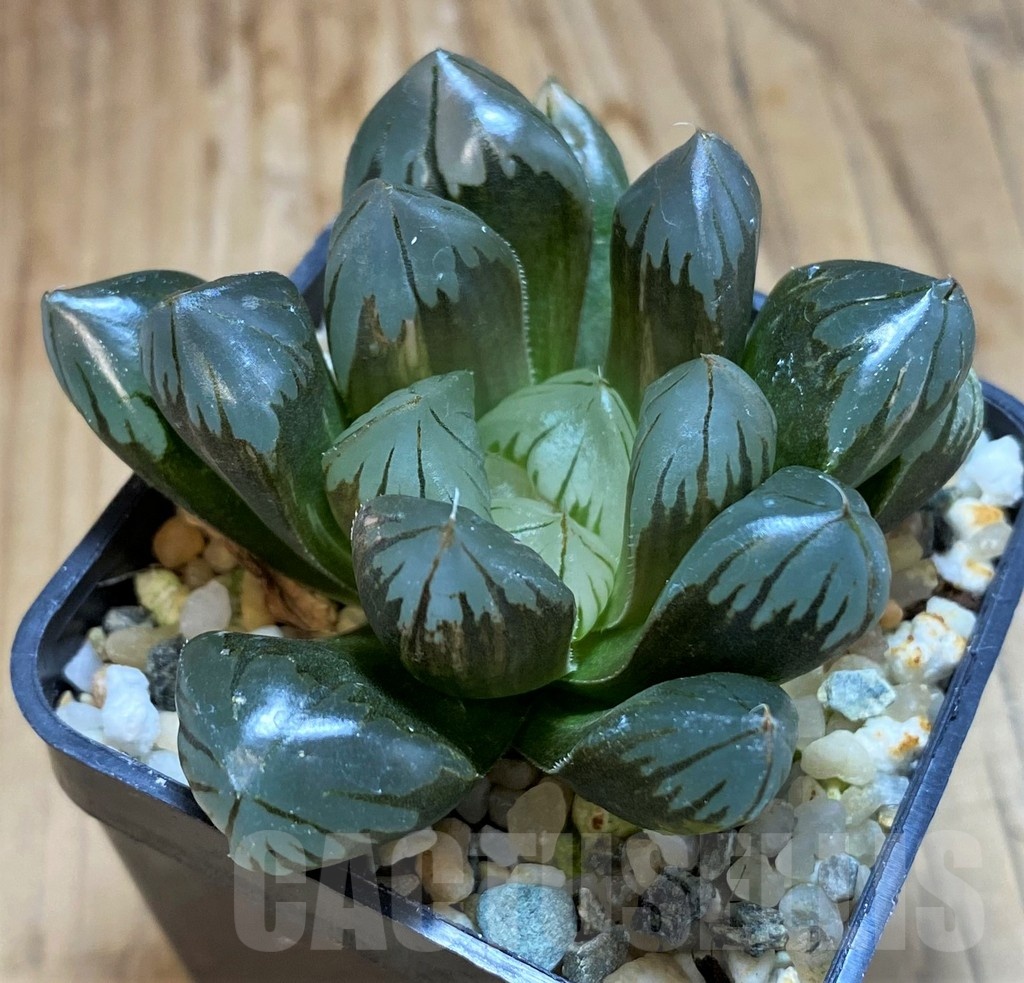 SH20545 Haworthia obtusa 'Black' f. variegata - 画像 (3)