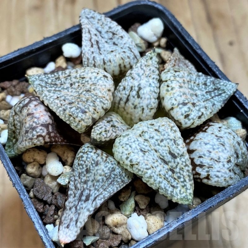 SH20547 Haworthia picta 'Snow'