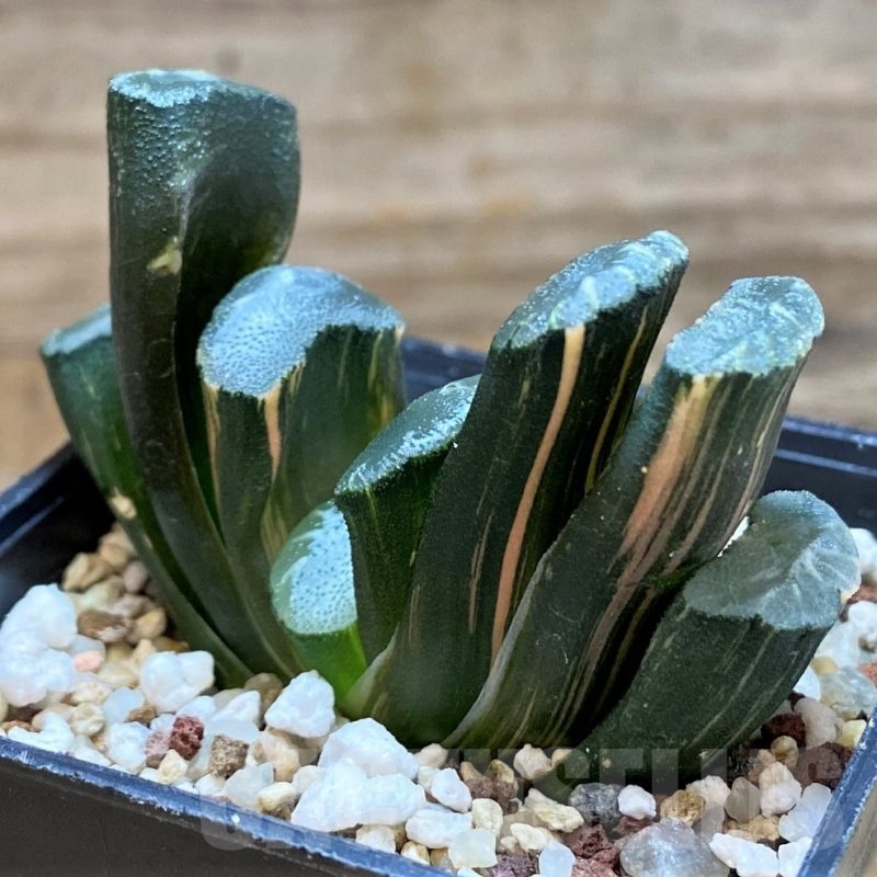 SH20549 Haworthia truncata f. variegata
