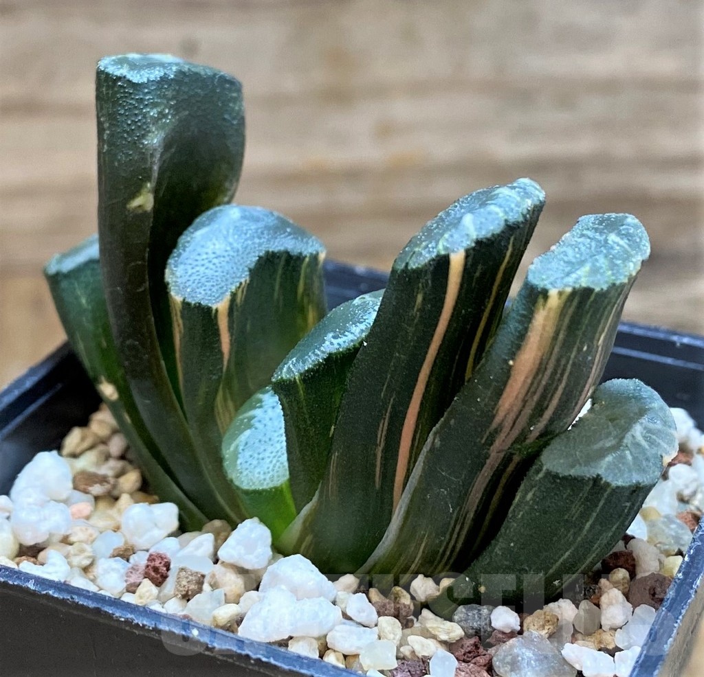 SH20549 Haworthia truncata f. variegata