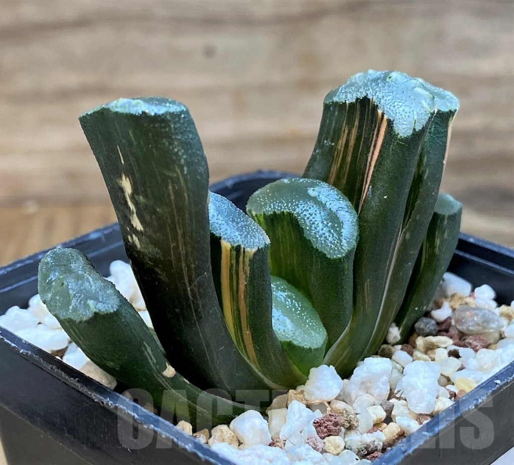 SH20549 Haworthia truncata f. variegata - Image 2