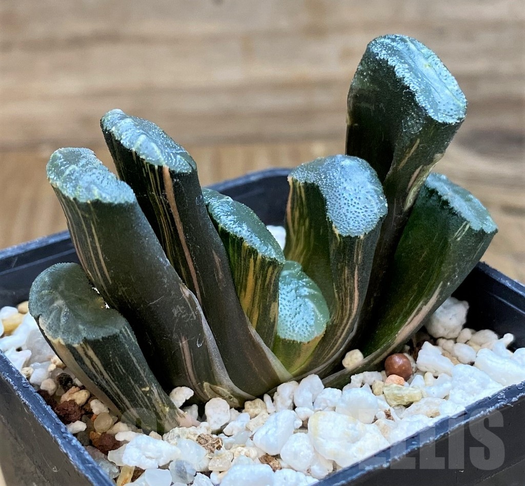 SH20549 Haworthia truncata f. variegata - Image 3
