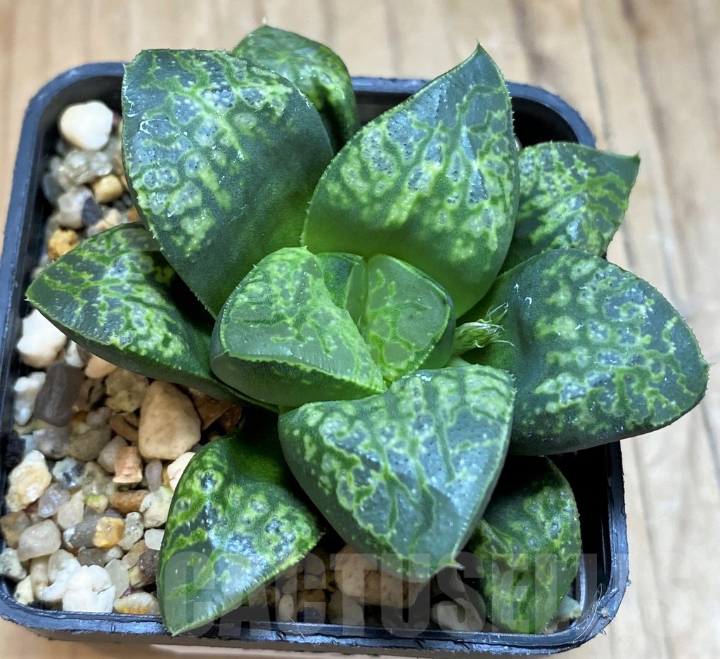 SH20551 Haworthia 'Kamen Butokai' - Imagen 2