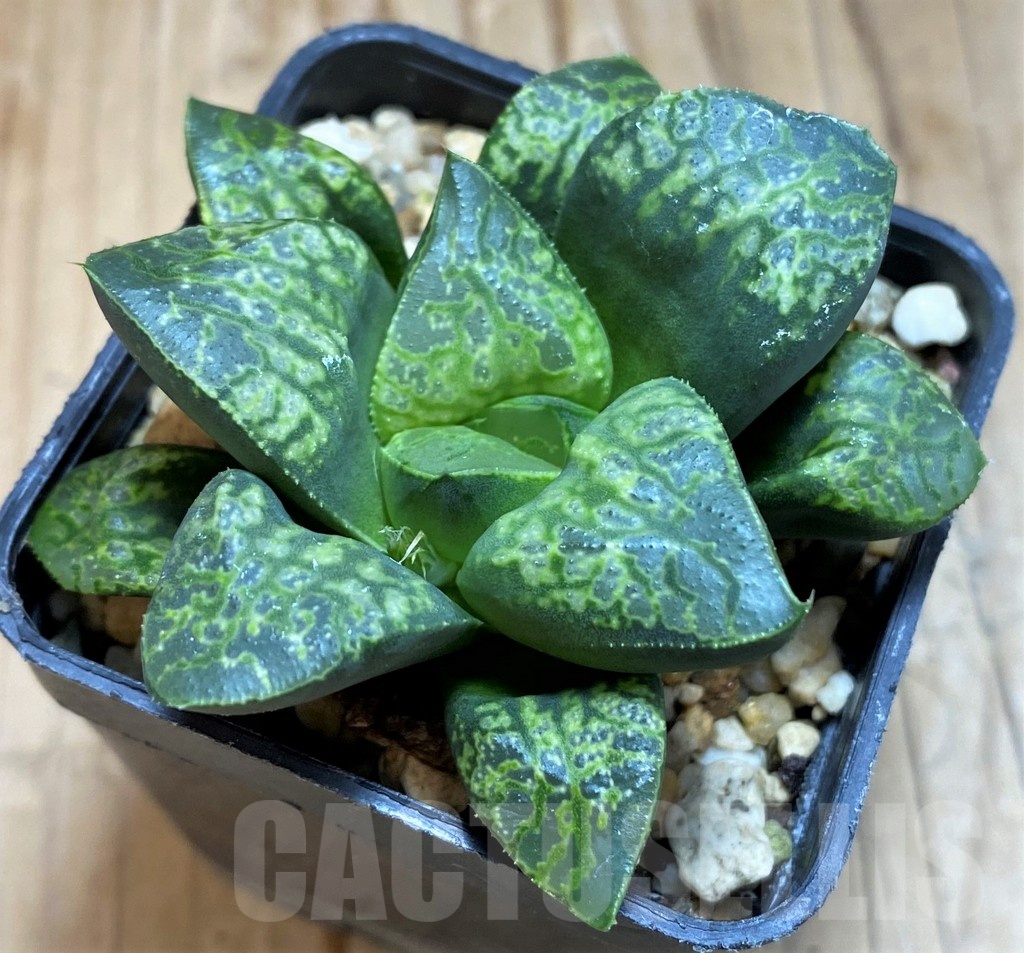 SH20551 Haworthia 'Kamen Butokai'