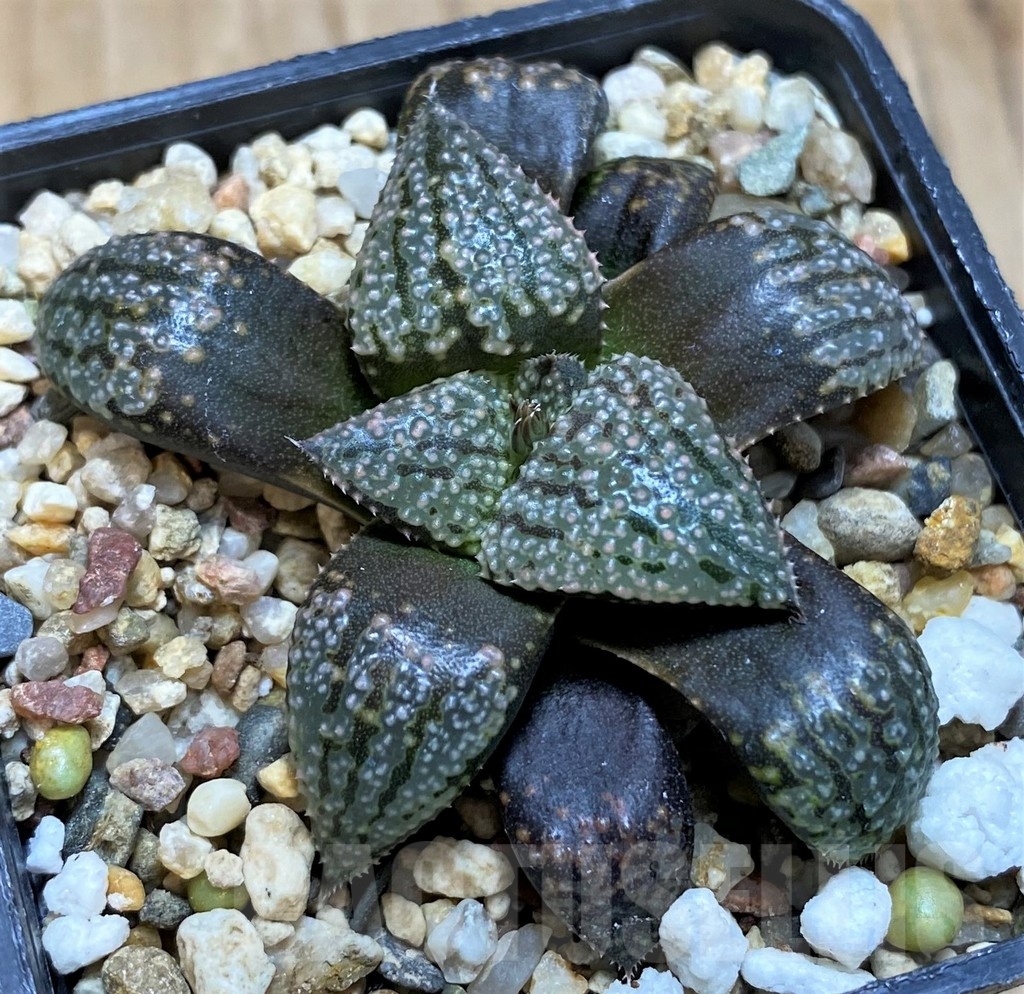 SH20552 Haworthia picta 'Black' - Imagen 2