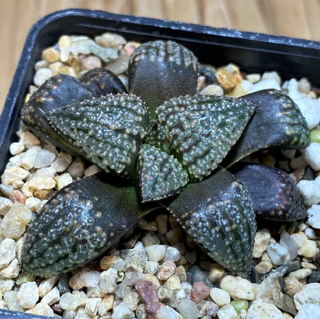 SH20552 Haworthia picta 'Black'