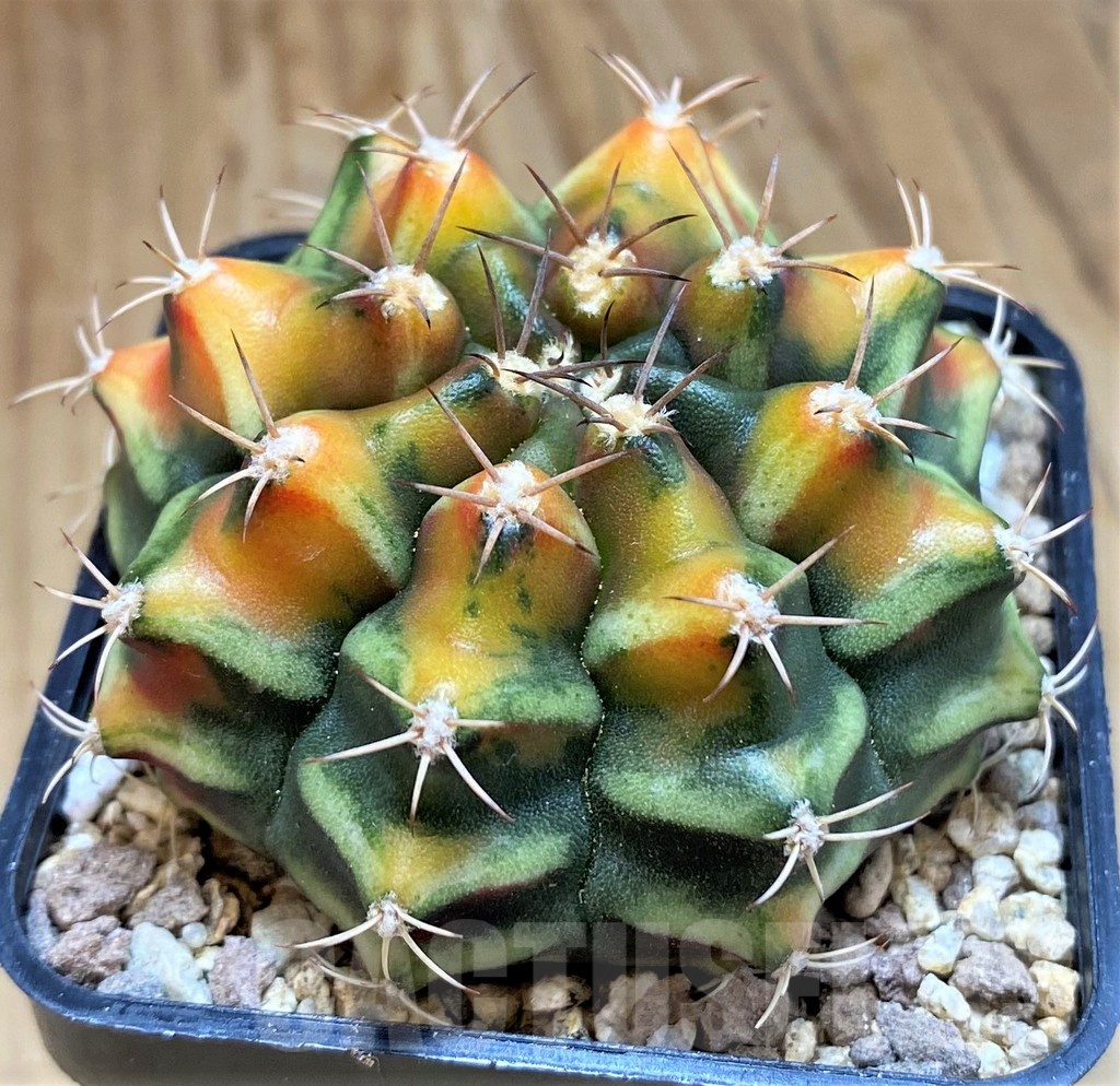 SH19331 Gymnocalycium mihanovichii 'Sargeant Sam' - Зображення 2