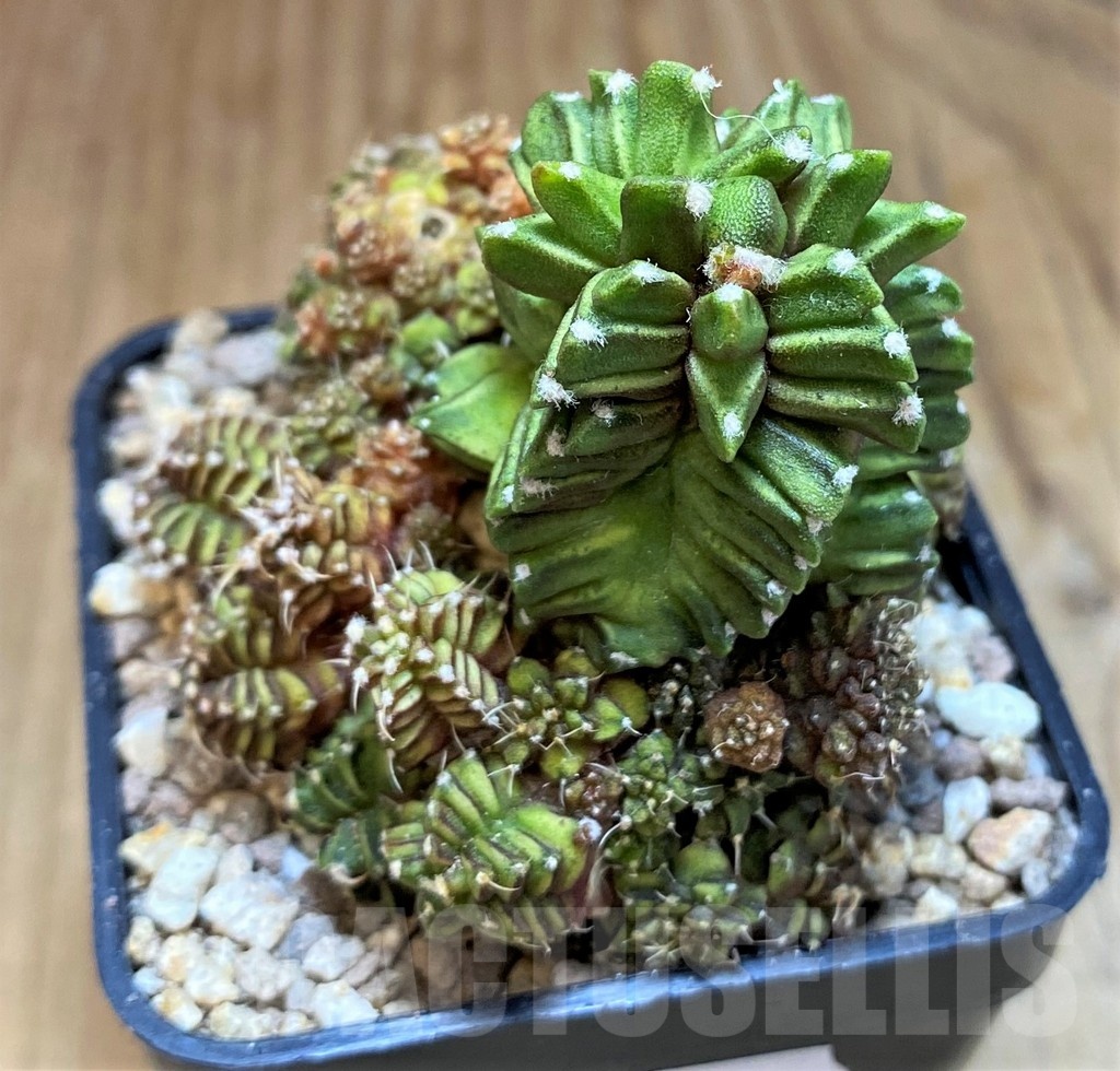 SH19332 Gymnocalycium mihanovichii 'Green Crocodile' - Image 3