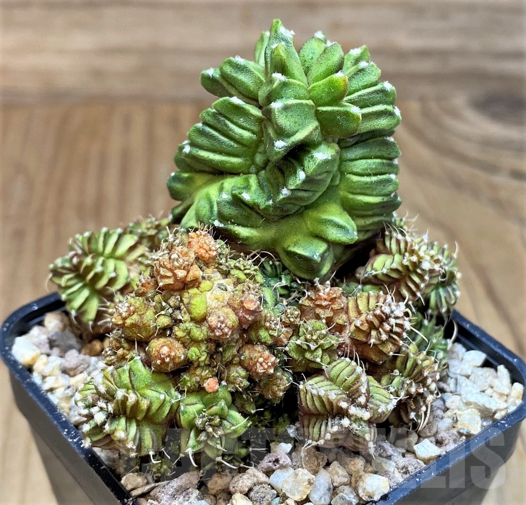 SH19332 Gymnocalycium mihanovichii 'Green Crocodile'