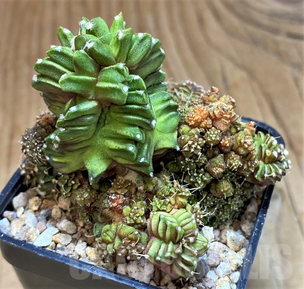 SH19332 Gymnocalycium mihanovichii 'Green Crocodile' - Image 2