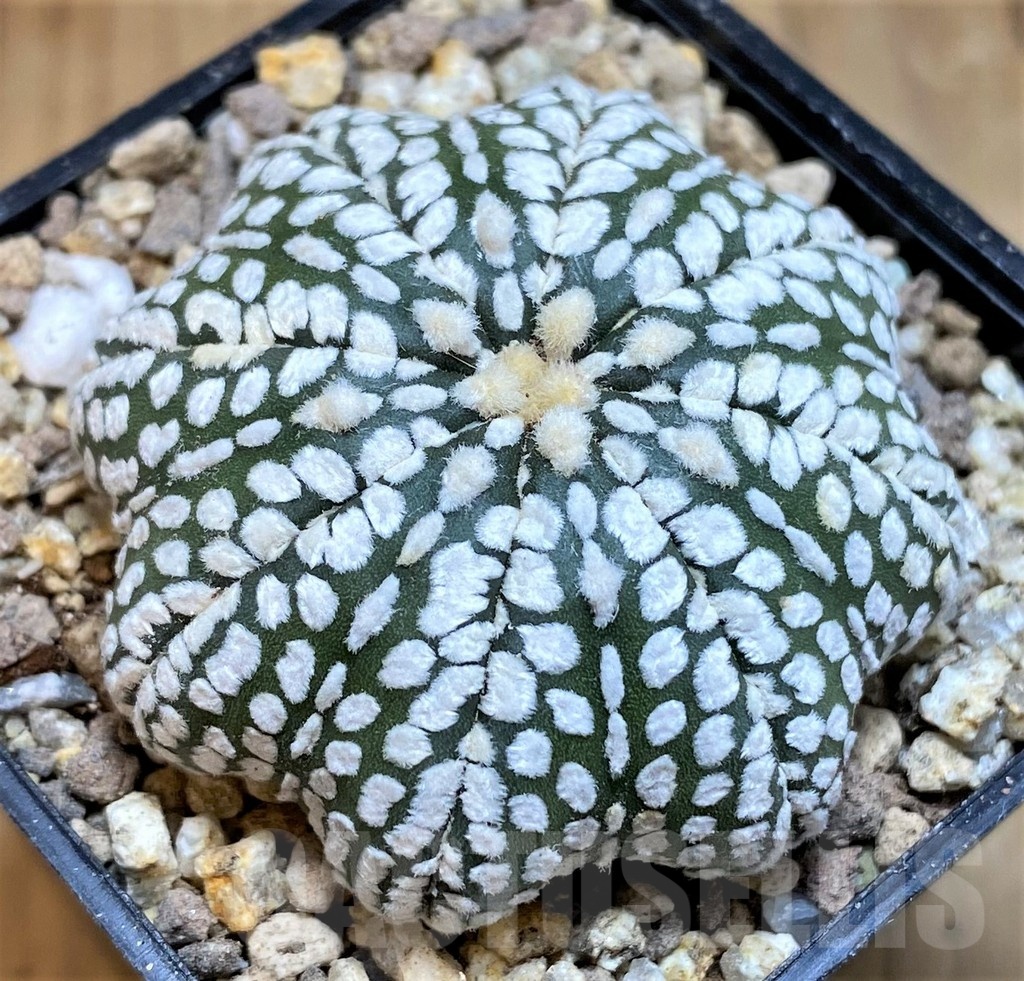 SH19333 Astrophytum asterias 'Super Kabuto Star Shape'