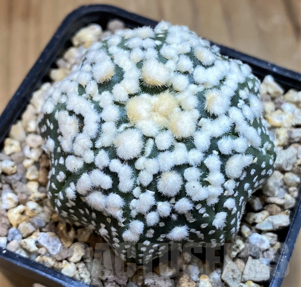 SH19334 Astrophytum asterias 'Hanazono'