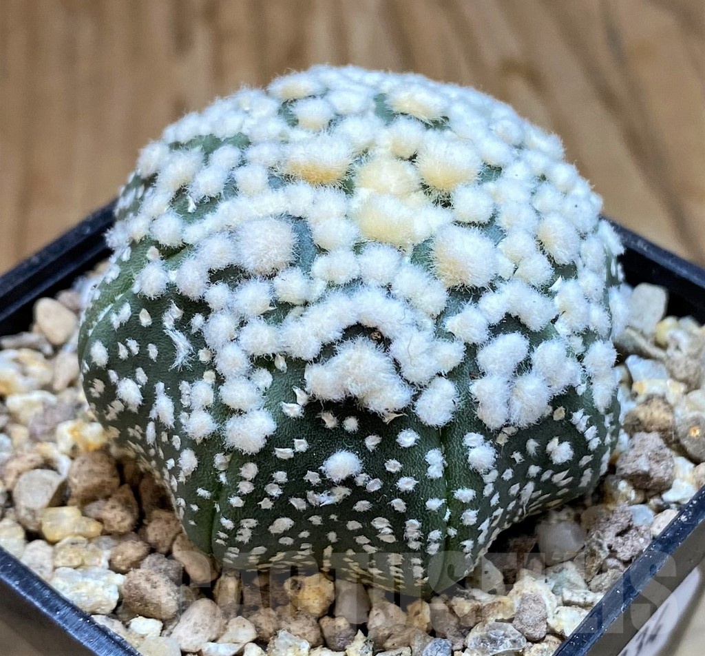 SH19334 Astrophytum asterias 'Hanazono' - immagine 2