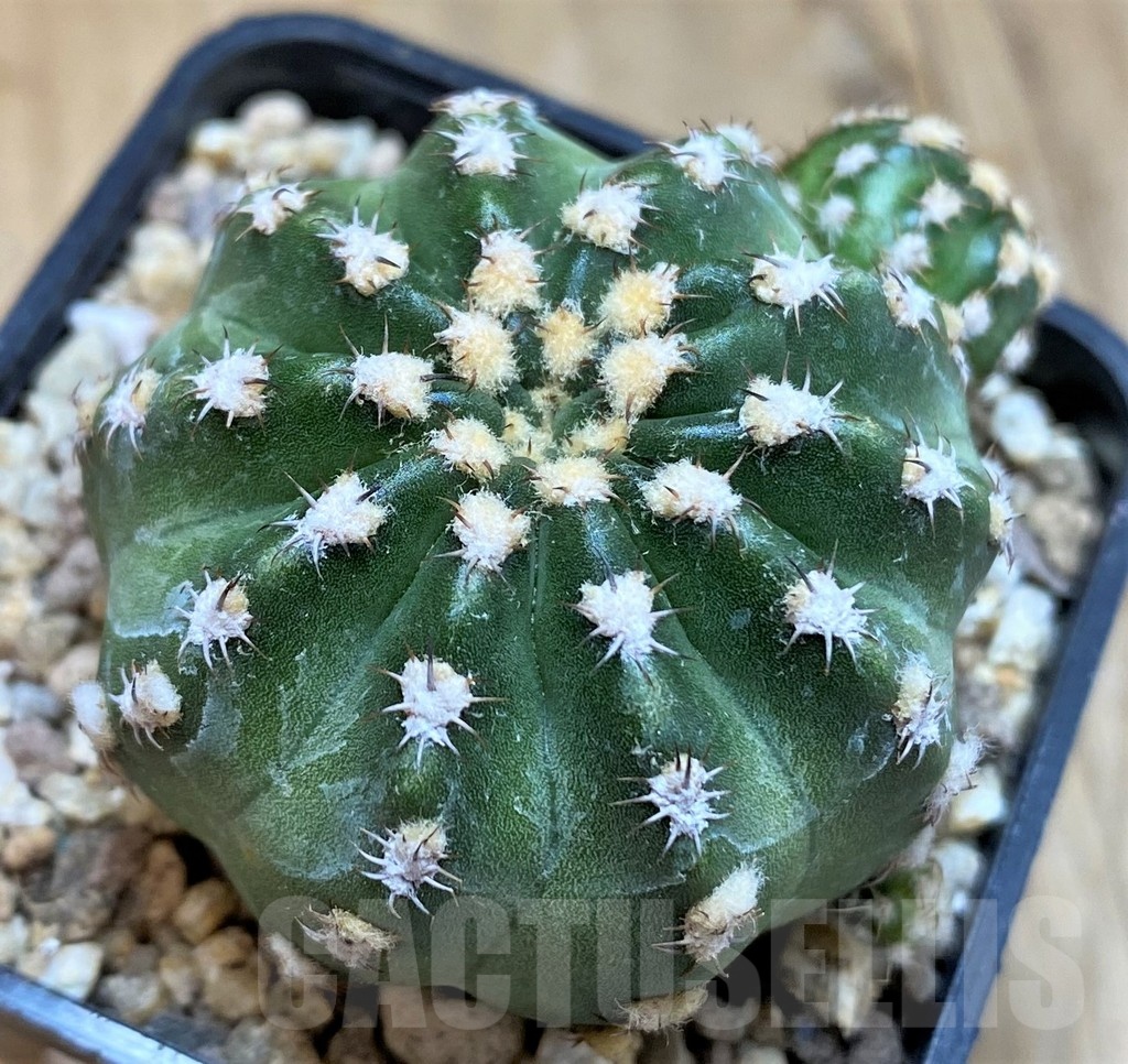 SH19302 Echinopsis subdenudata 'Shinshowa' – Image 2