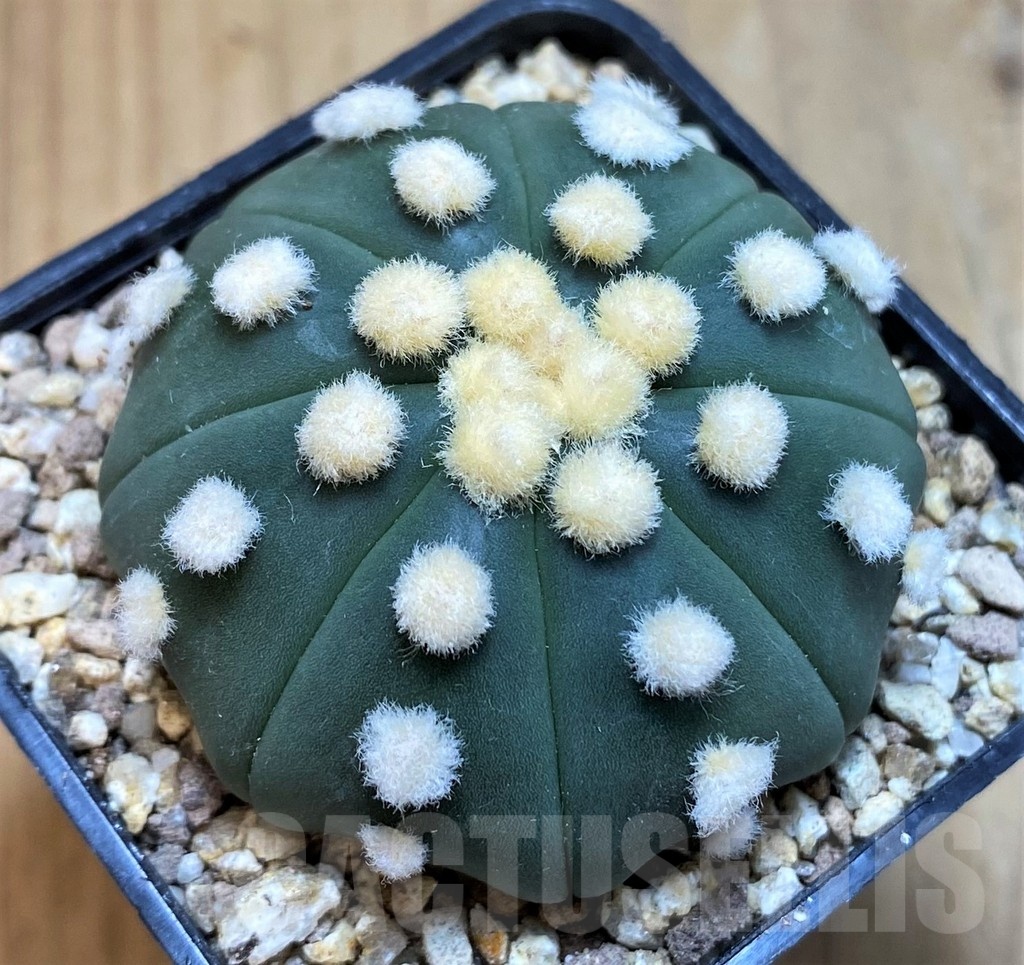 SH19335 Astrophytum asterias 'Ooibo'