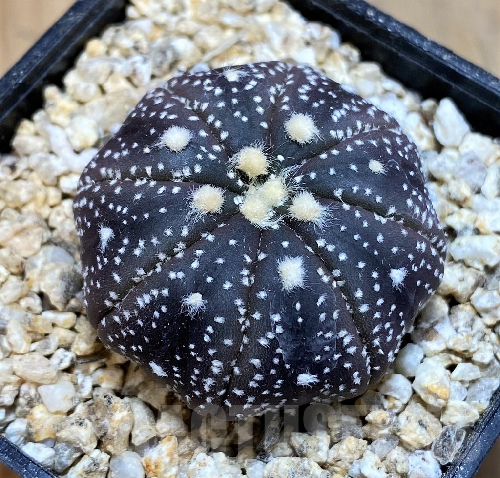 SH19336 Astrophytum asterias ‘Black Skin’ - Image 2
