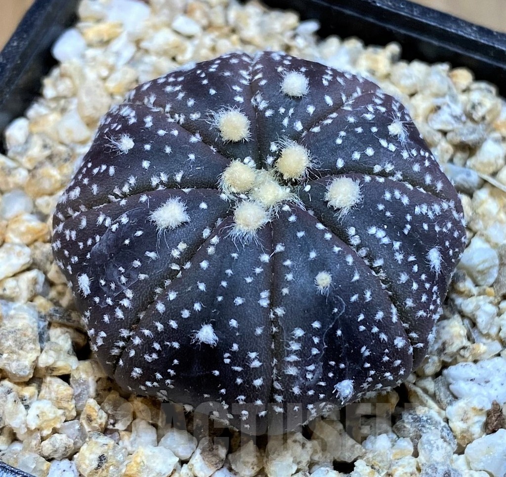 SH19336 Astrophytum asterias ‘Black Skin’