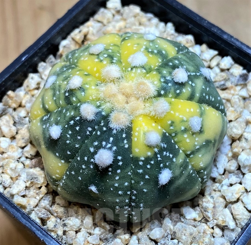 SH19337 Astrophytum asterias ‘Star Shape’ f. variegata - Image 2