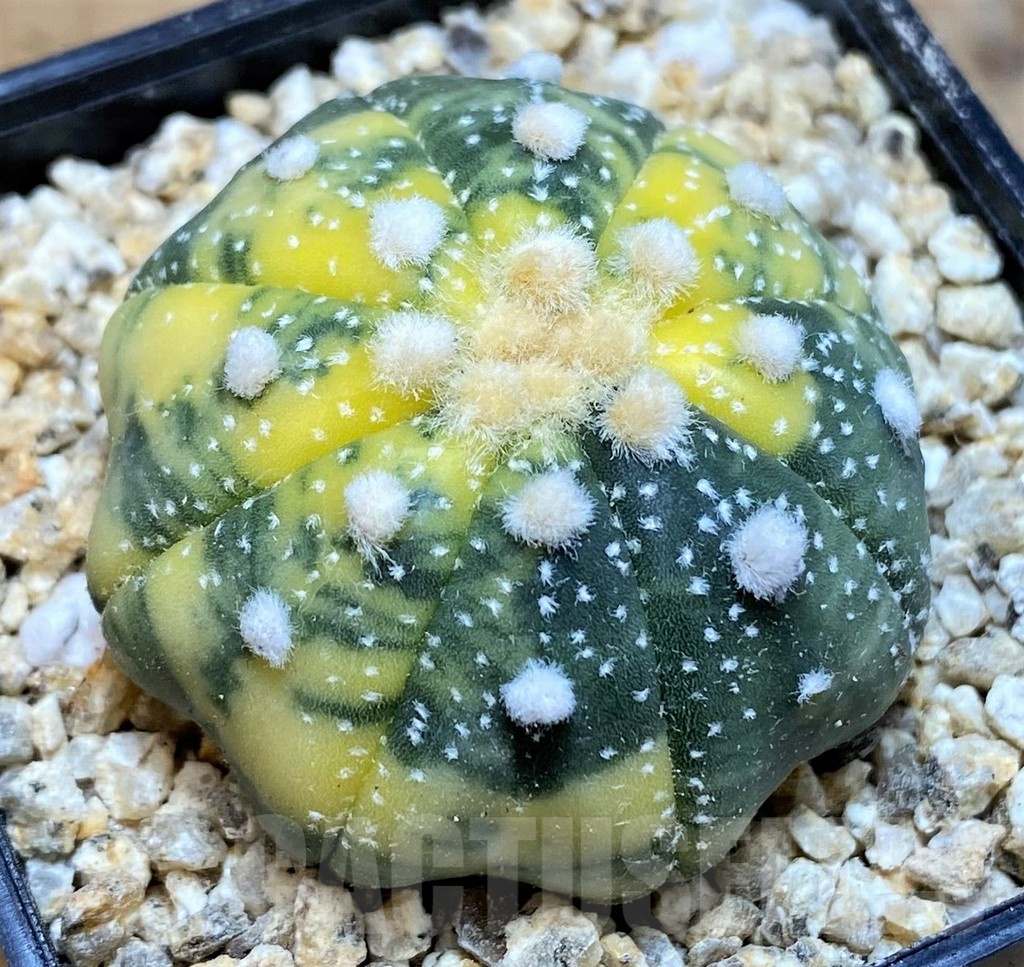 SH19337 Astrophytum asterias ‘Star Shape’ f. variegata