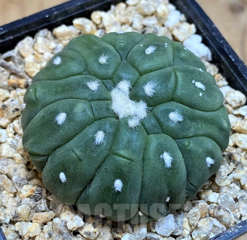 SH19338 Astrophytum asterias 'Kikko Lizard Skin'