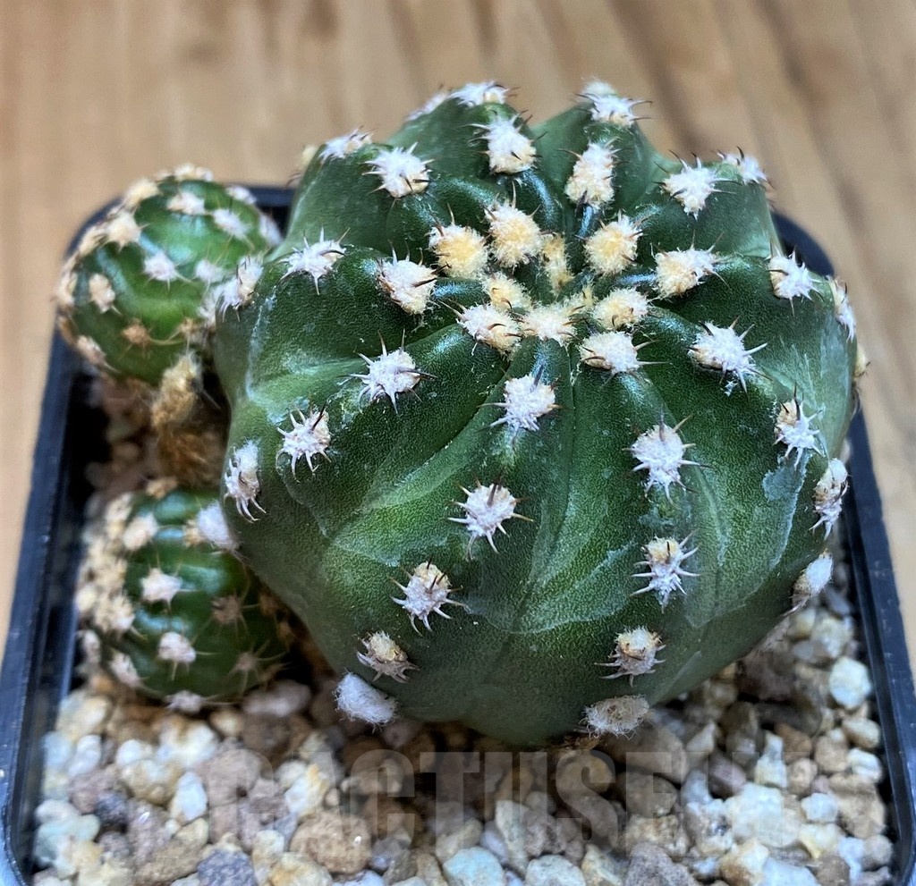 SH19302 Echinopsis subdenudata 'Shinshowa' – Image 3