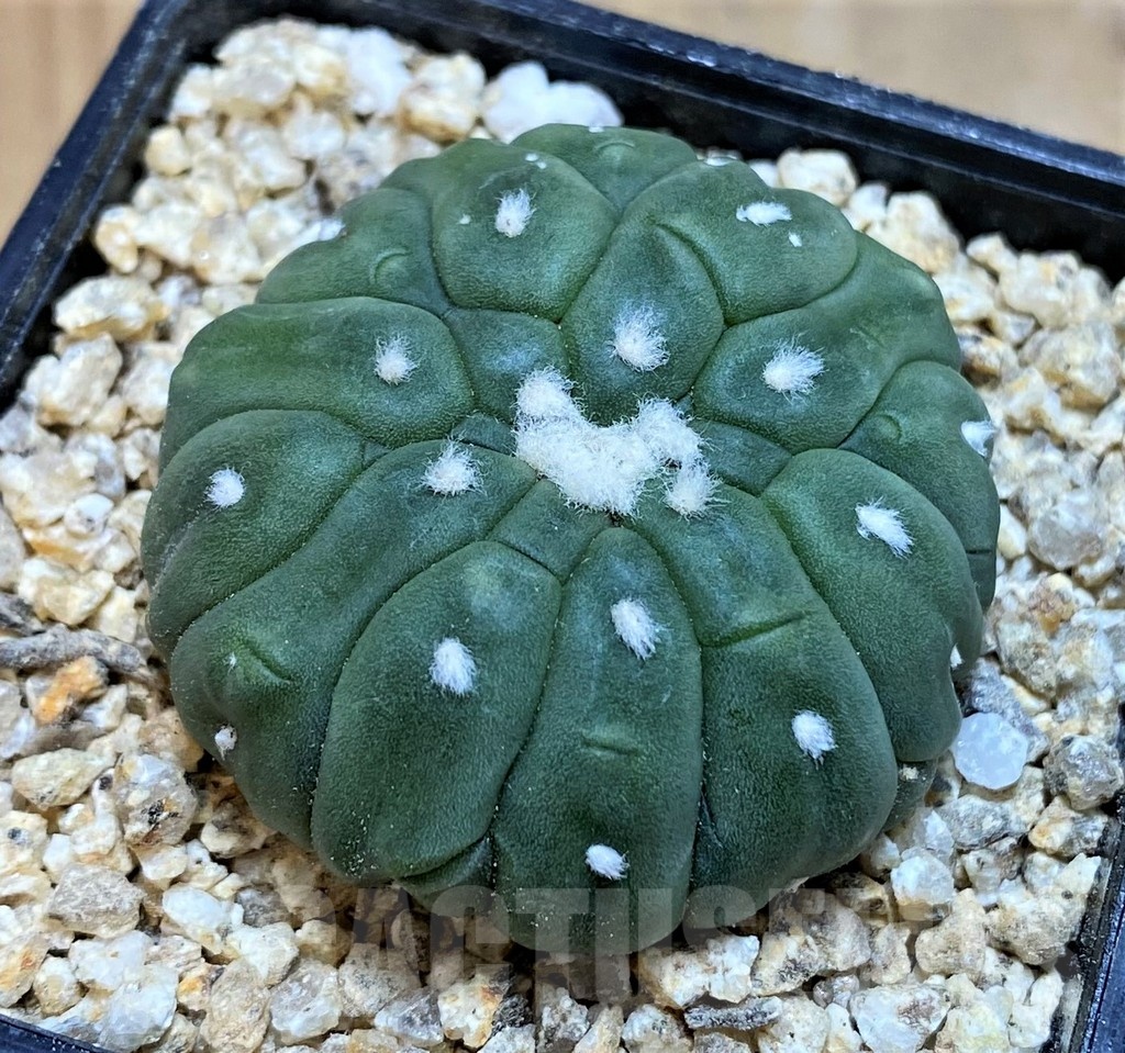 SH19338 Astrophytum asterias 'Kikko Lizard Skin' - Image 2