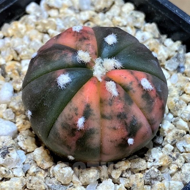 SH19339 Astrophytum asterias ‘ Red Purple Skin’ f. variegata