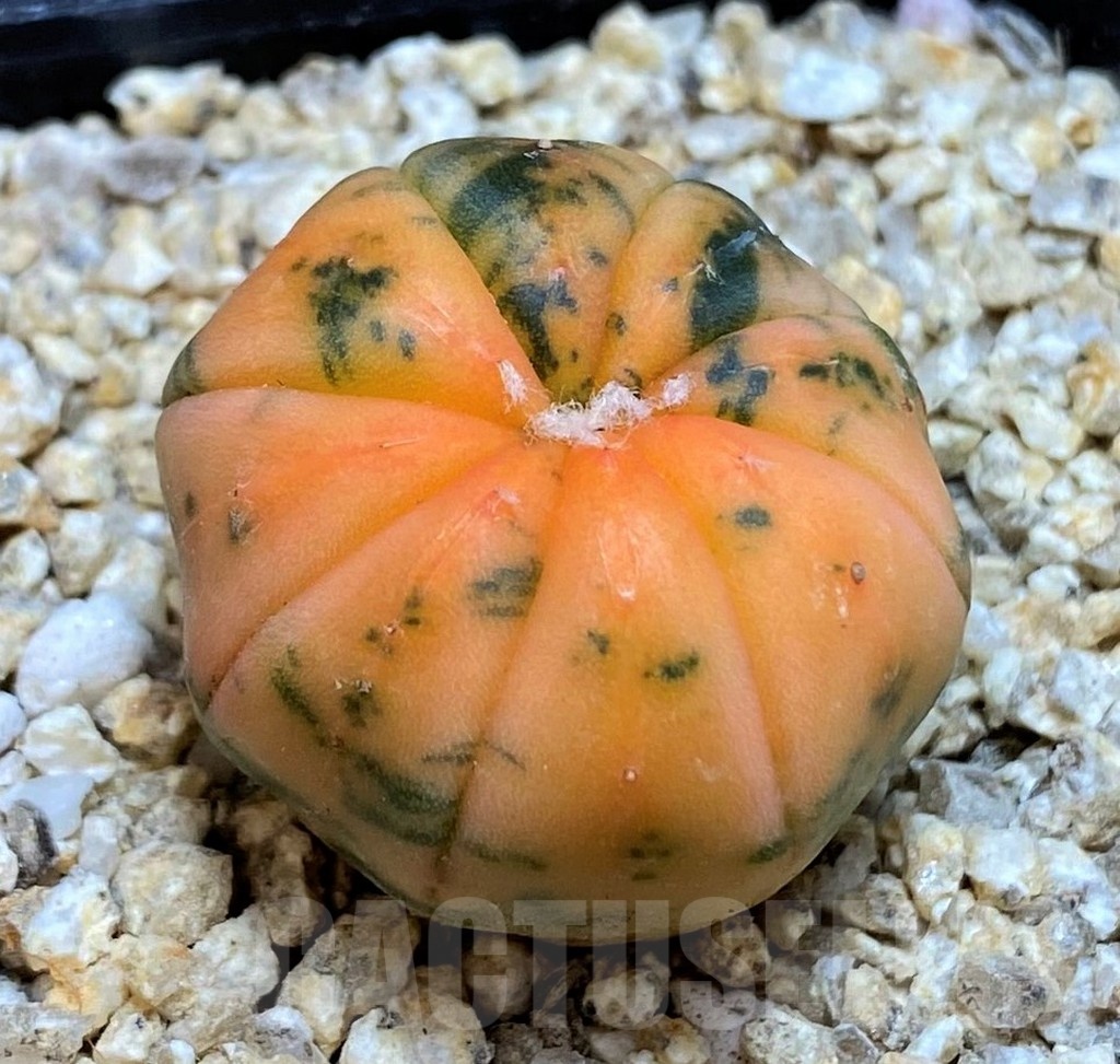 SH19340 Astrophytum asterias ‘ Red Purple Skin’ f. variegata