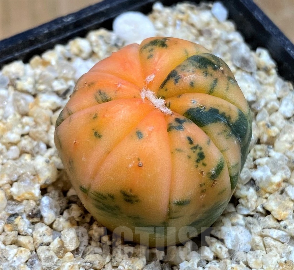 SH19340 Astrophytum asterias ‘ Red Purple Skin’ f. variegata - 画像 (2)