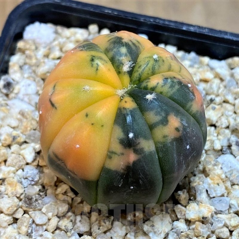 SH19341 Astrophytum asterias ‘ Red Purple Skin’ f. variegata