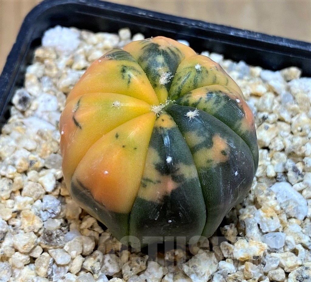 SH19341 Astrophytum asterias ‘ Red Purple Skin’ f. variegata