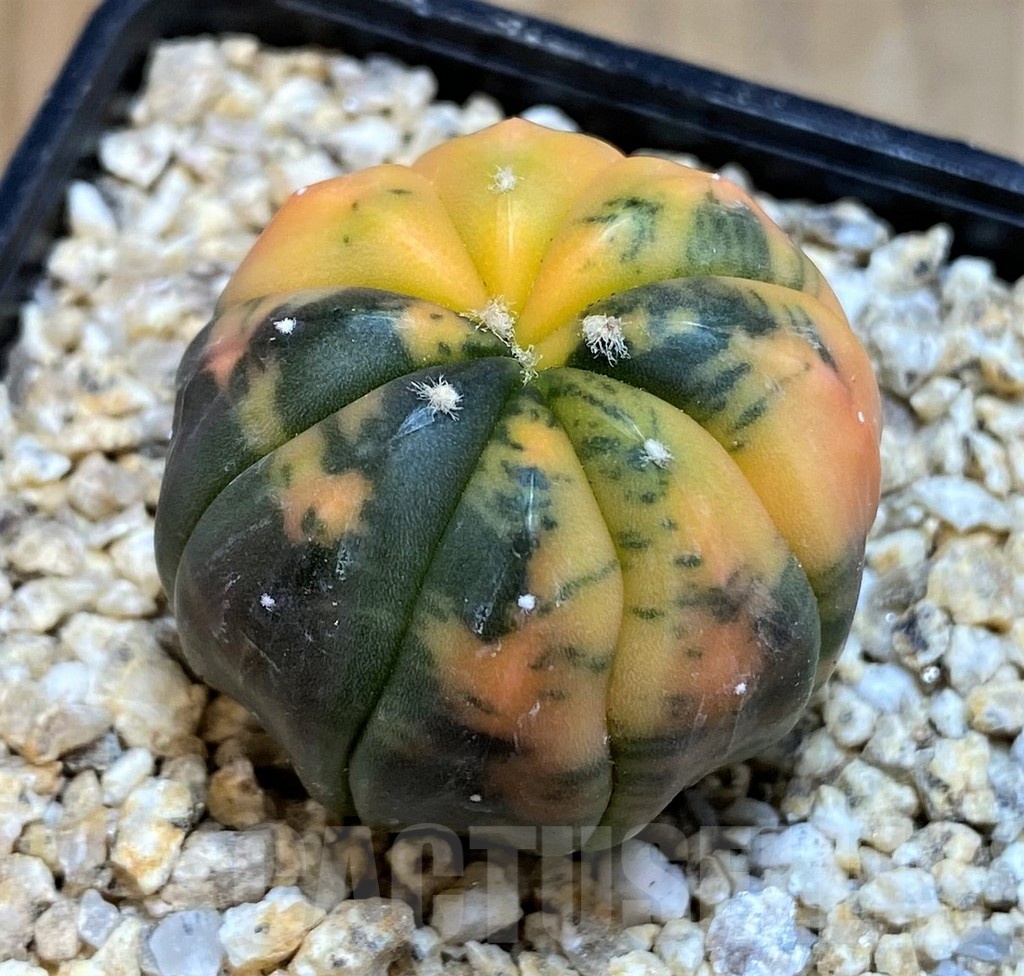SH19341 Astrophytum asterias ‘ Red Purple Skin’ f. variegata - Image 2