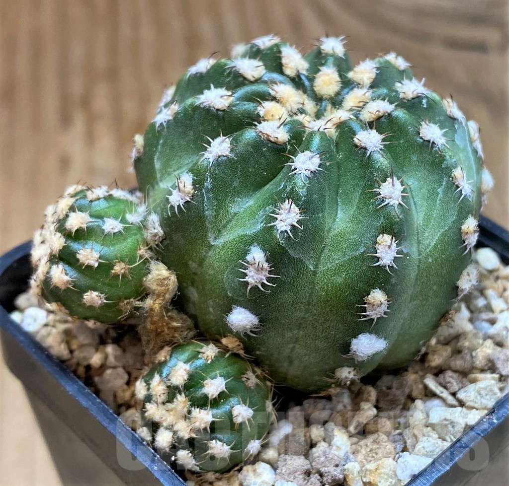 SH19302 Echinopsis subdenudata 'Shinshowa' – Image 4