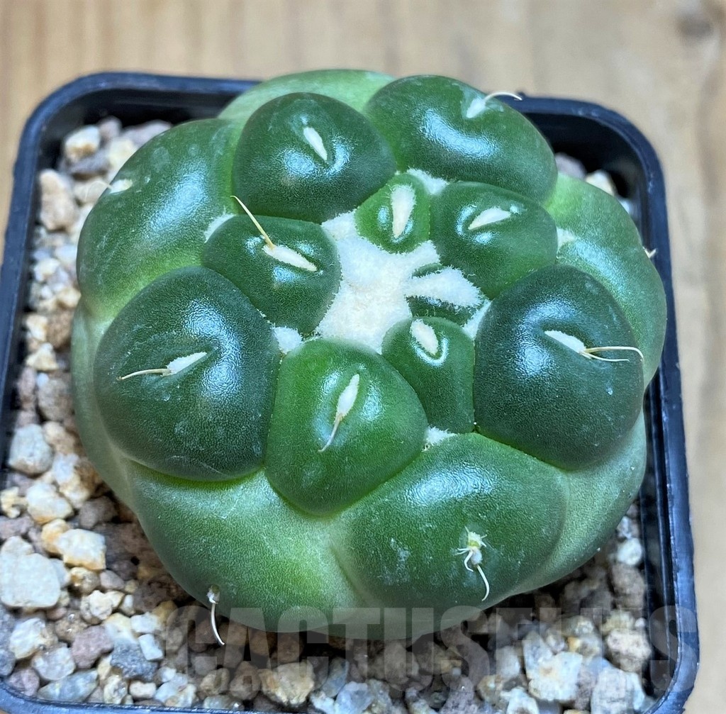 SH19342 Coryphantha elephantidens 'inermis'