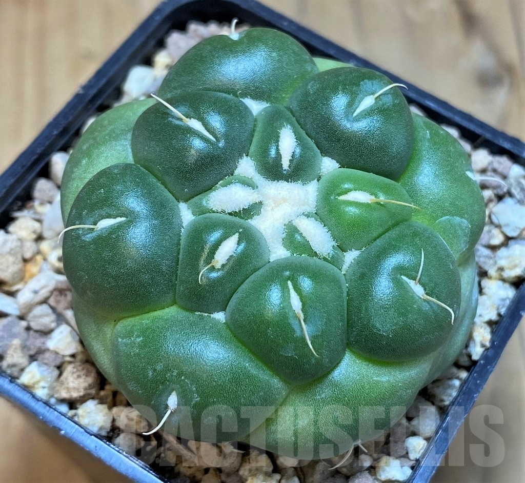 SH19343 Coryphantha elephantidens 'inermis'