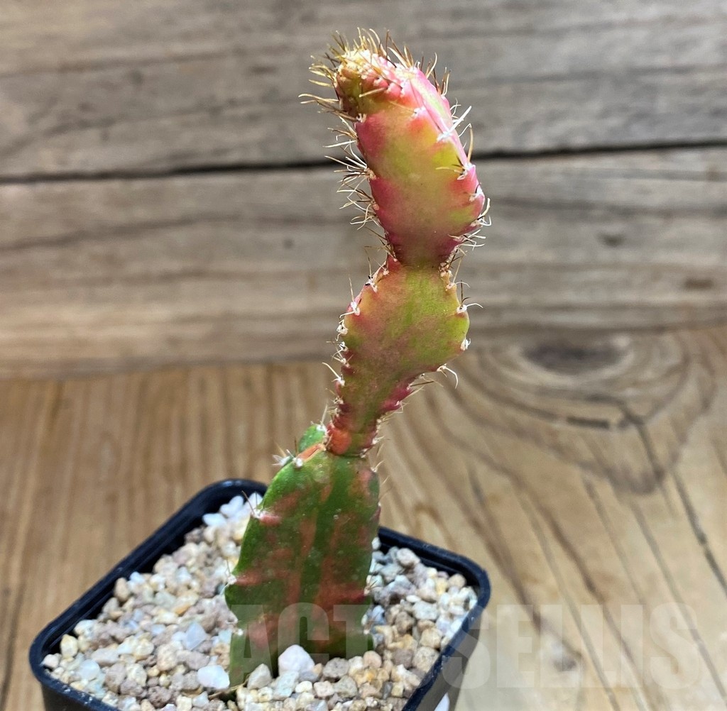 SH19303 Hylocalycium ‘Chimera variegata’ - Obrázek 2